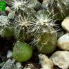 Cleistocactus _baumannii _05